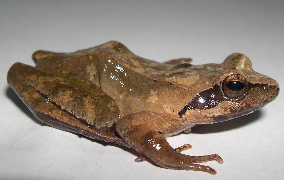 極上根付　人物とカエル　22g 東Y7-0917ア㉞タサチ 4983432409862.jpg