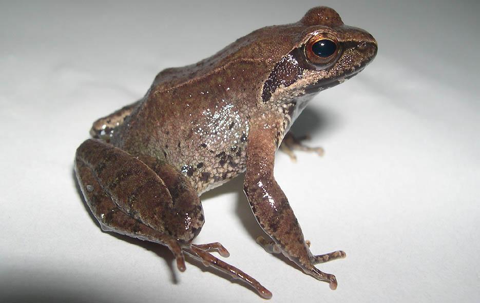 ナガレタゴガエルとタゴガエル070130東京都: 鴎舞時 / OhmyTime