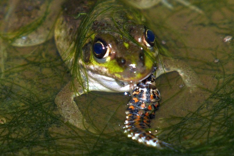 オオキベリアオゴミムシ幼虫によるトウキョウダルマガエルの捕食0712千葉県 鴎舞時 Ohmytime