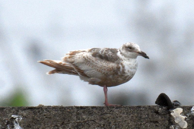 オオセグロカモメ、嘴の異常、ホメオーシス!?210319千葉県（追記