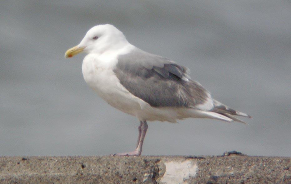 雑種ワシカモメｘオオセグロカモメ第4回夏羽？080402千葉県: 鴎舞時 