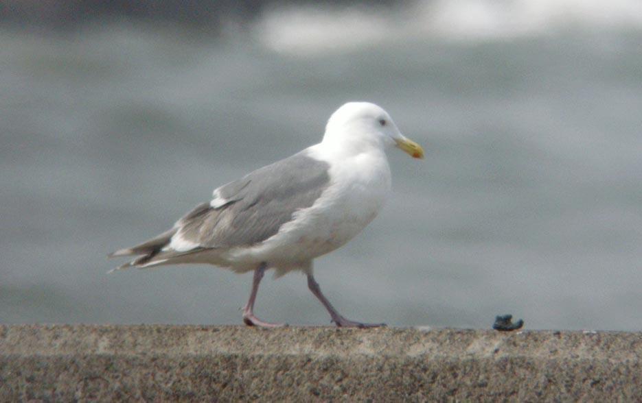 雑種ワシカモメxオオセグロカモメ第4回夏羽？080402千葉県: 鴎