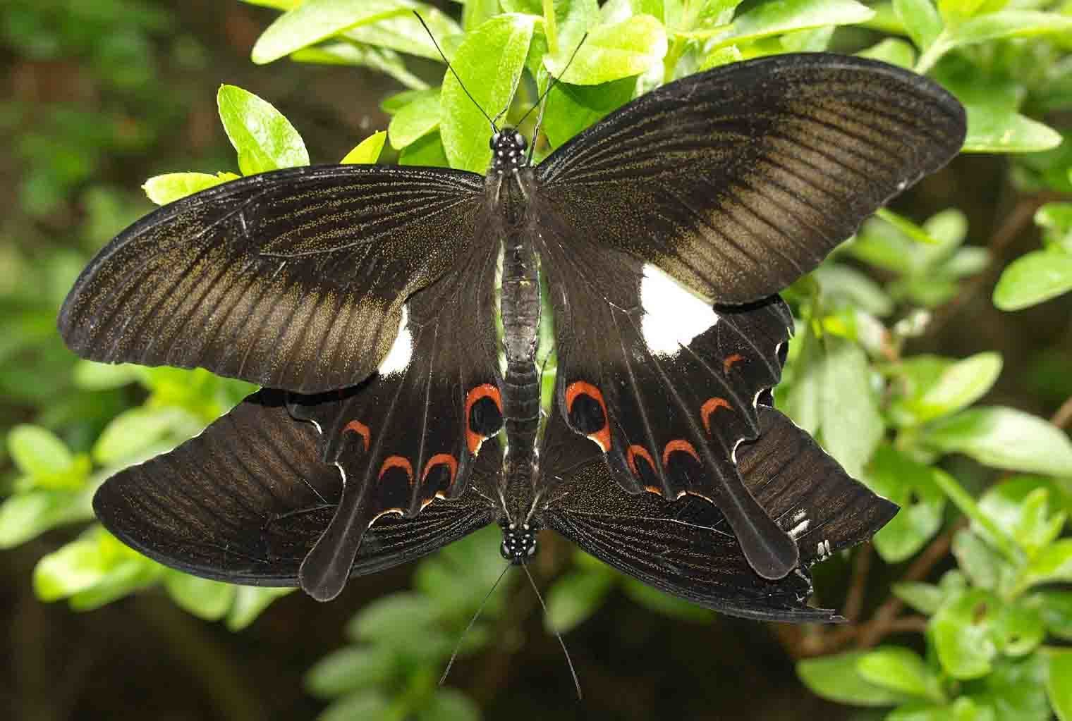 蝶 標本 ミカドウスバシロチョウ Parnassius imperator