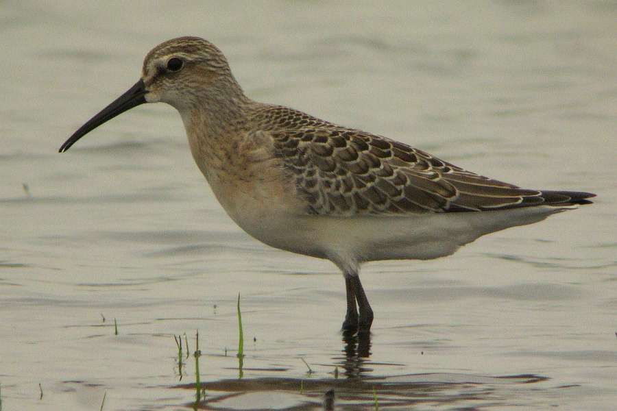 サルハマシギ幼羽040823-茨城県: 鴎舞時 / OhmyTime