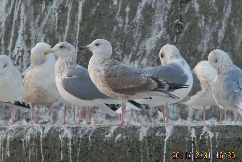 鳥の羽根 セグロカモメ、タシギ、ヒヨドリ コレクション