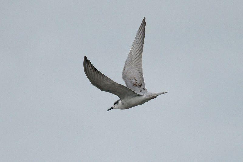 クロハラアジサシ幼羽~第1回冬羽・成鳥冬羽121006千葉県: 鴎舞 クロハラアジサシ幼羽~第1回冬羽・成鳥冬羽121006千葉県: 鴎舞