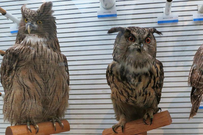 ワシミミズク複合体（170224追記）: 鴎舞時 / OhmyTime
