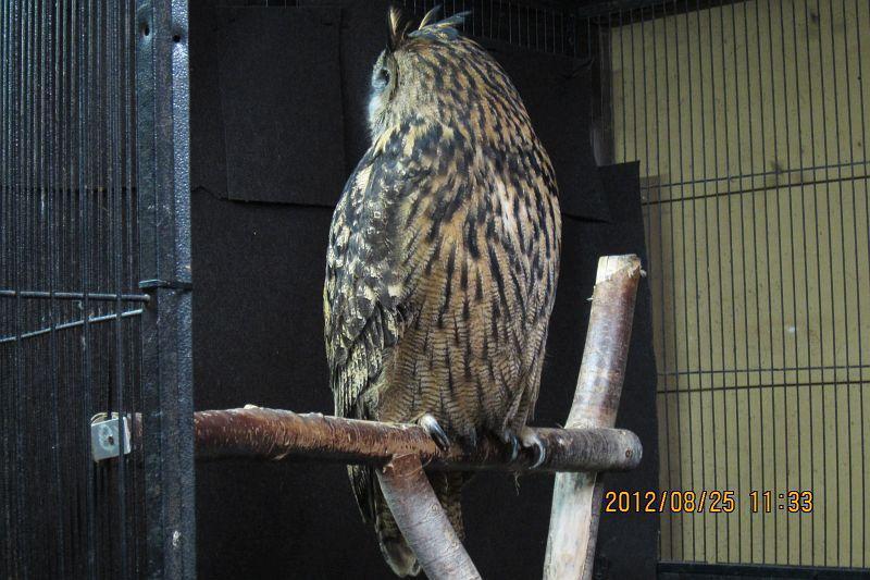 ワシミミズク複合体（170224追記）: 鴎舞時 / OhmyTime