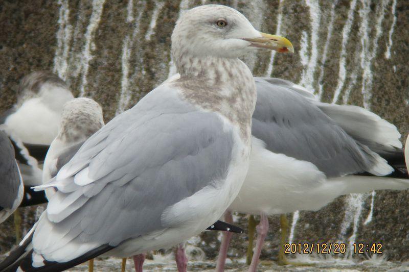 新品セール・送料無料 高品質！ニシセグロカモメ Herring gull 頭骨