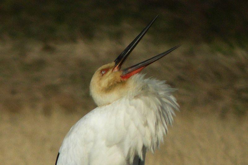 コウノトリ目の混迷 コウノトリ041228千葉県(改訂130419): 鴎舞時 