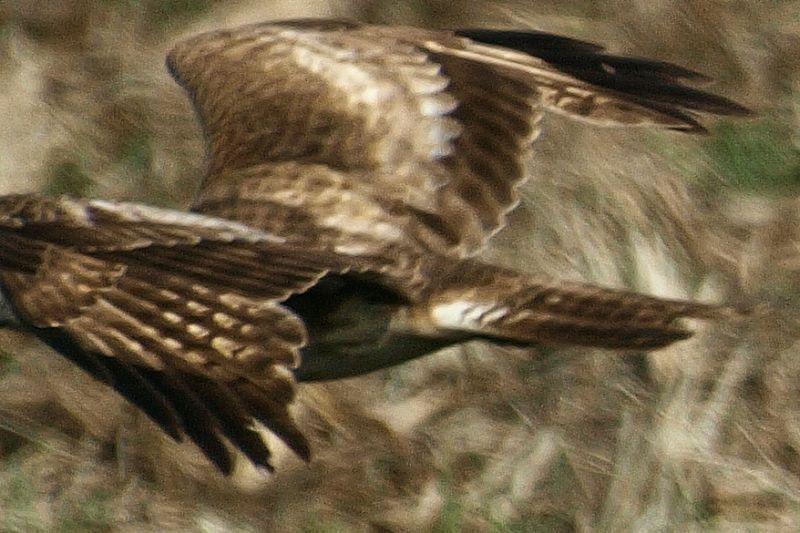 ノスリ幼鳥130413茨城県: 鴎舞時 / OhmyTime