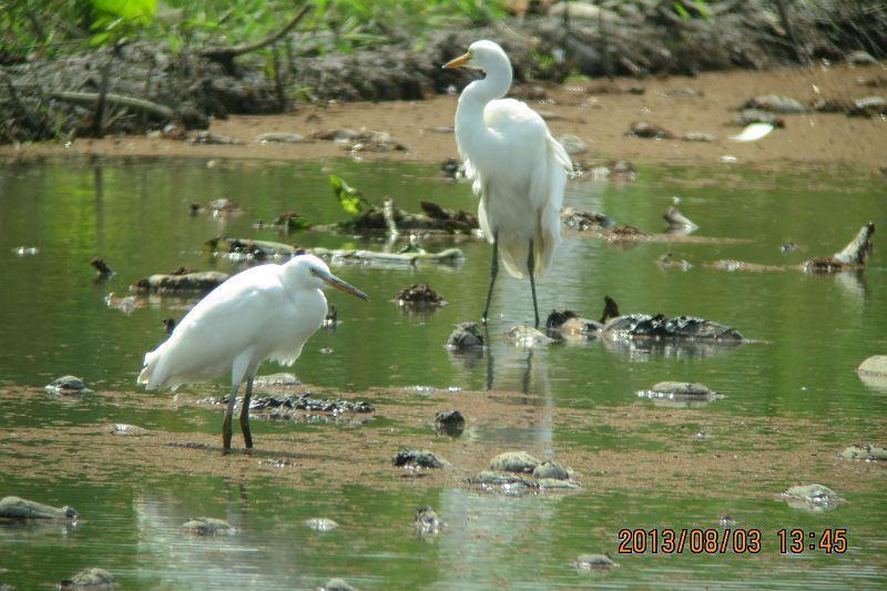 カラシラサギ幼鳥か嘴の黄色いコサギ幼鳥か(動画)130803-茨城 カラシラサギ幼鳥か嘴の黄色いコサギ幼鳥か(動画)130803-茨城