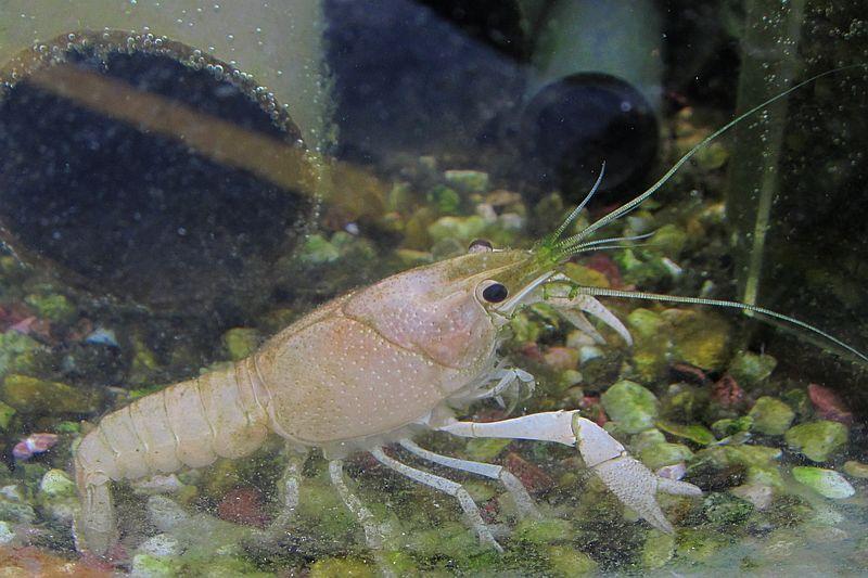 アメリカザリガニ体色変異千葉県 鴎舞時 Ohmytime