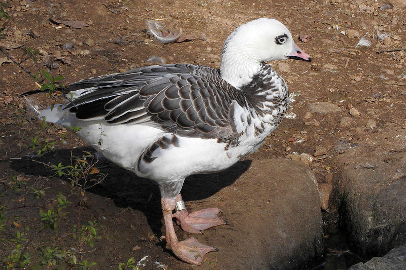 雑種ハクガンｘミカドガン成鳥160110多摩動物公園: 鴎舞時 / OhmyTime