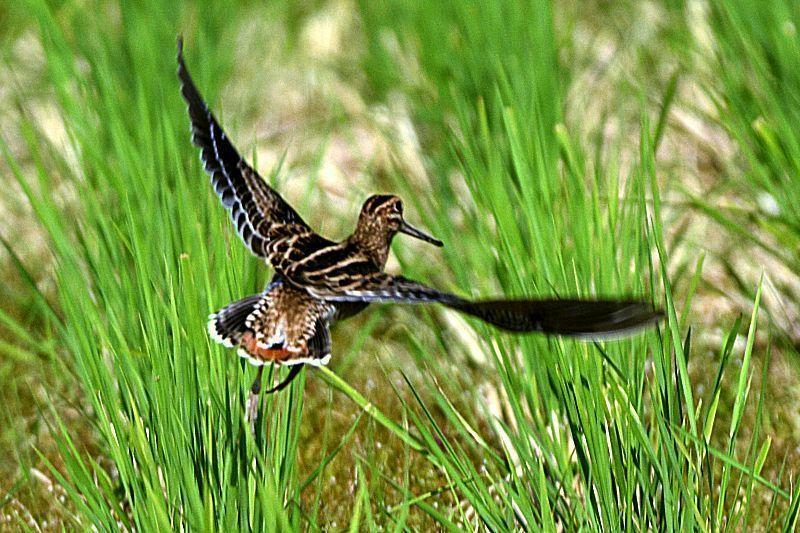 チュウジシギ冬羽、飛翔170910茨城県: 鴎舞時 / OhmyTime チュウジシギ冬羽、飛翔170910茨城県: 鴎舞時 / OhmyTime