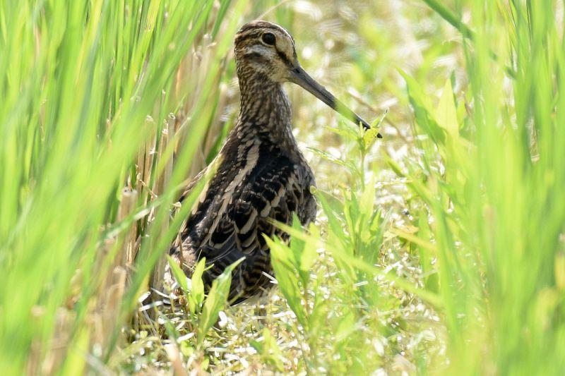 チュウジシギ冬羽、飛翔170910茨城県: 鴎舞時 / OhmyTime チュウジシギ冬羽、飛翔170910茨城県: 鴎舞時 / OhmyTime