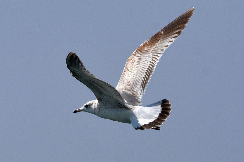 EVISU カモメ ヒッコリーストライプ 月桂樹ボタン つなぎ 片爪