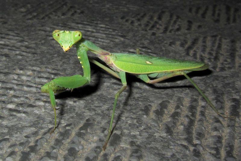 カマキリとハリガネムシ180916千葉県（220216追記）: 鴎舞時 / OhmyTime