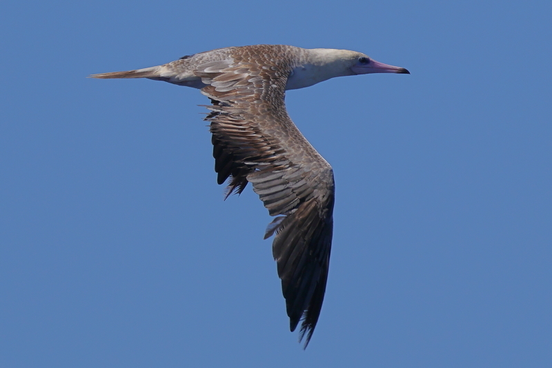 アカアシカツオドリ第1回夏羽中間型・成鳥褐色型230905東京都 アカアシカツオドリ第1回夏羽中間型・成鳥褐色型230905東京都