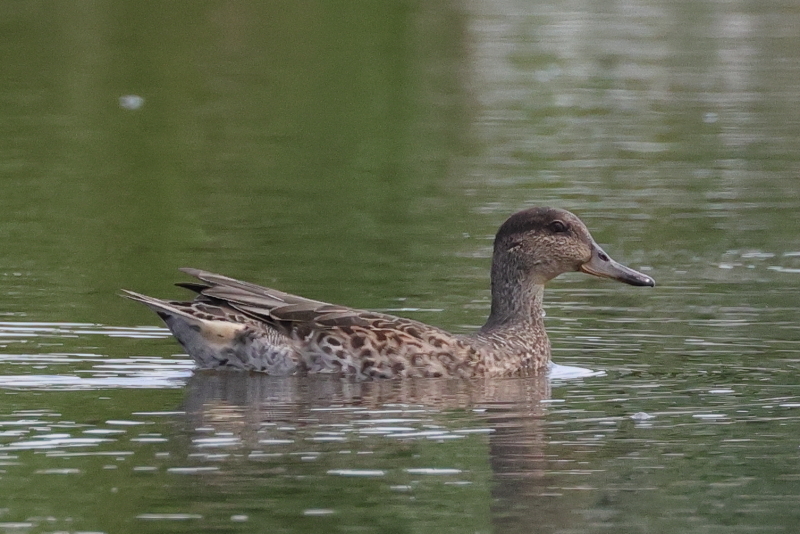 トモエガモ　剥製　カモ 2025.2.11 tue カルガモ spot-billed duck 毎日川沿いを通り