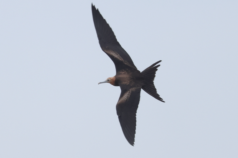 君鳥 コグンカンドリ幼羽231107茨城県: 鴎舞時 / OhmyTime