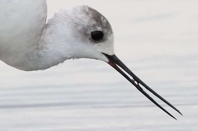 セイタカシギ第1回冬羽、赤虫を食う220908千葉県・茨城県: 鴎舞 セイタカシギ第1回冬羽、赤虫を食う220908千葉県・茨城県: 鴎舞