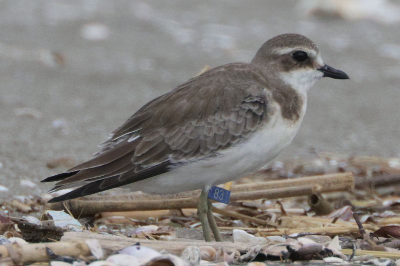 鳥の羽 カモメ♂冬羽、初列雨覆に白・P8ミラー170128千葉県（追記170210